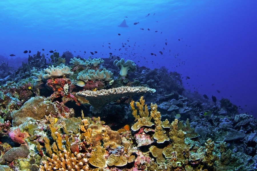 Andaman Sea Life