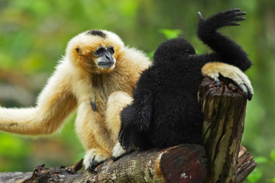 Gibbon Rehabilitation Project