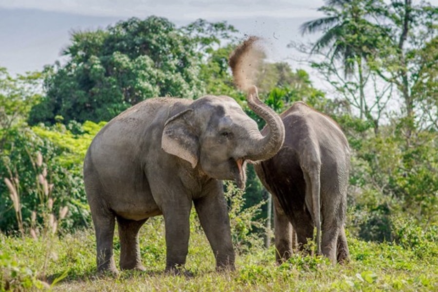 Phuket Elephant Sanctuary